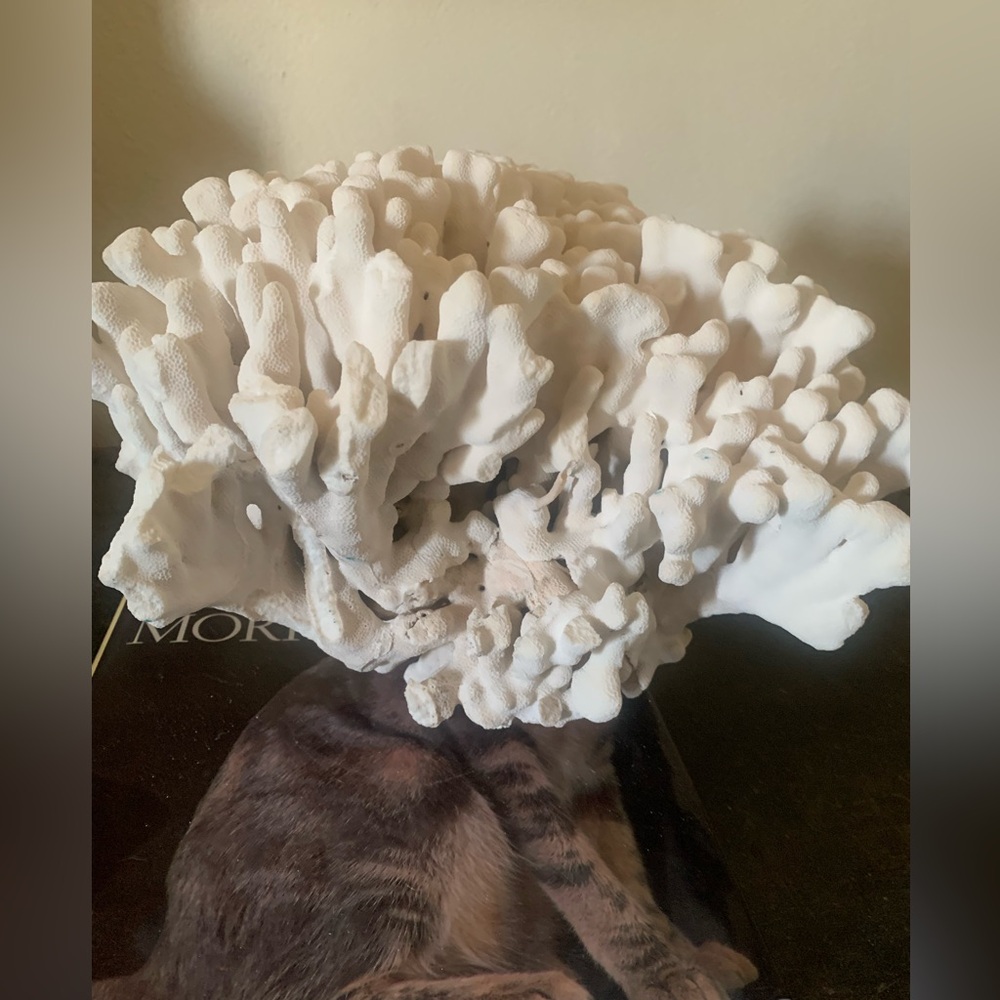 Natural real Coral white Reef large white finger corral